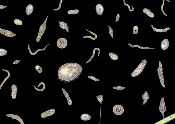 Cafeteria flagellates are protozoa of the year 2024, archive images