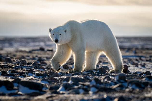 Calendar motifs: Animals in ice and snow