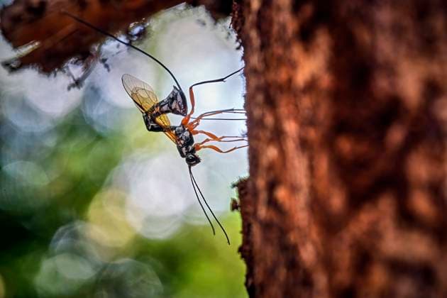 Wood wasp ichneumon wasp is insect of the year 2025