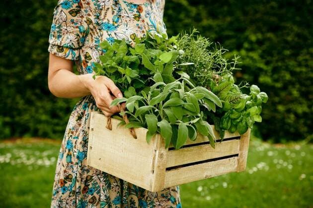IMAGO Creative, Garden, Herb garden