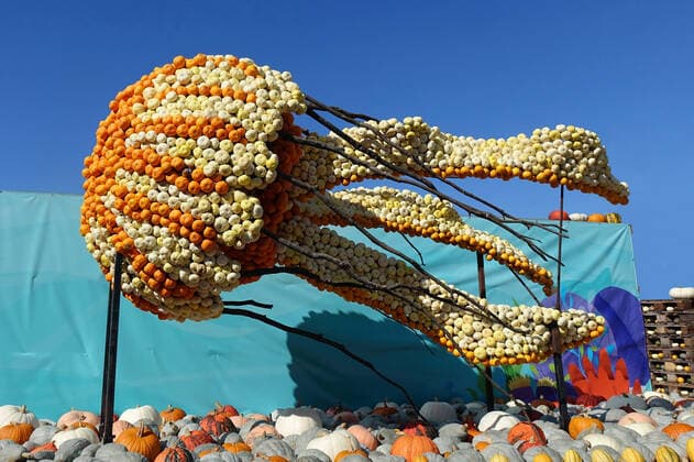 IMAGO Creative, autumn, visit pumpkin exhibition