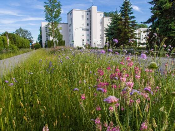 Nature, plants, bee pasture
