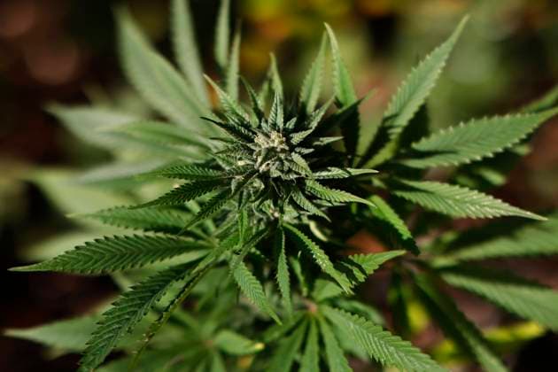 Traffic light parliamentary groups agree on cannabis law, archive images