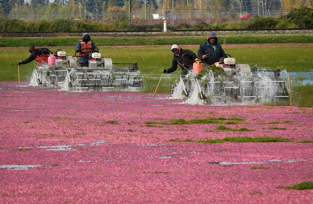 Canada, Cranberry Harvest in Richmont, British Columbia