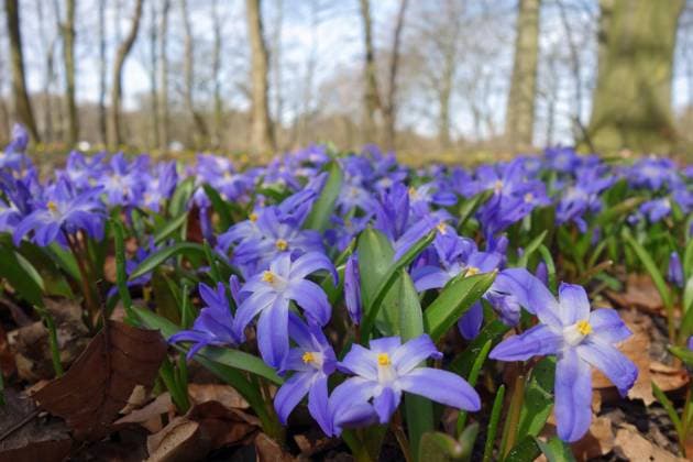 Nature, Plants, Common snowdrop