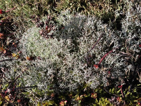 False reindeer lichen is lichen of the year 2023