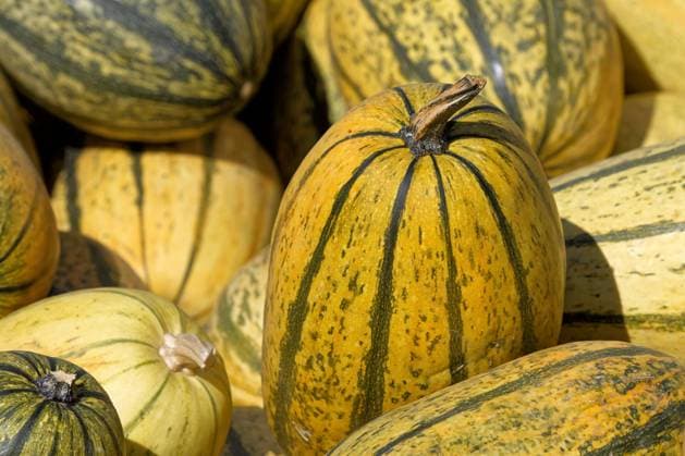 IMAGO Creative, Autumn, Food, Spaghetti squash