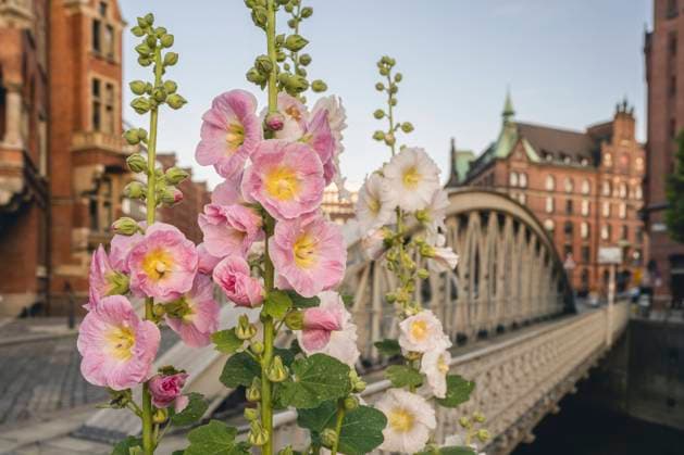 The garden hollyhock is the urban plant of the year 2024