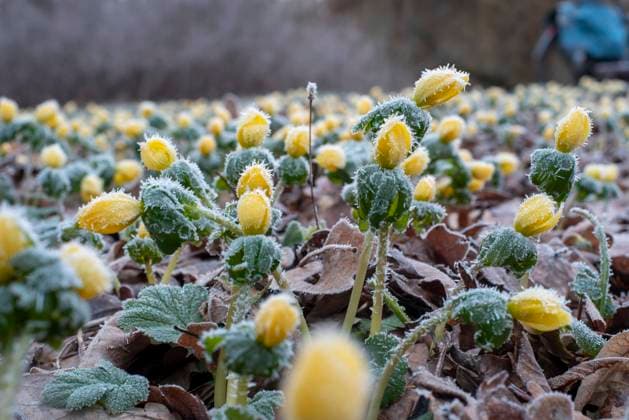 Nature, Plants, Winter aconites