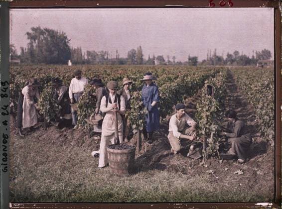 IMAGO Fernand Cuville Archive, The archives of the planet, France, Grape harvest 1920