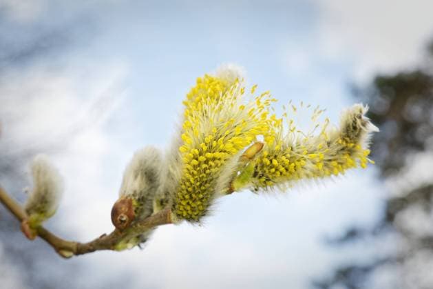Nature, Plants, Willow