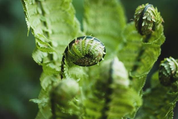 Nature, Plants, Ostrich fern