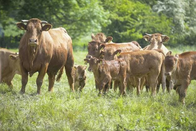 Yellow cattle are endangered livestock breeds of the year 2025