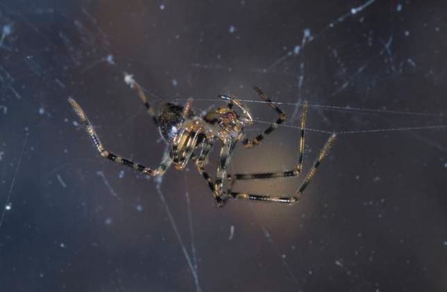 The spotted cave spider is spider of the year 2024