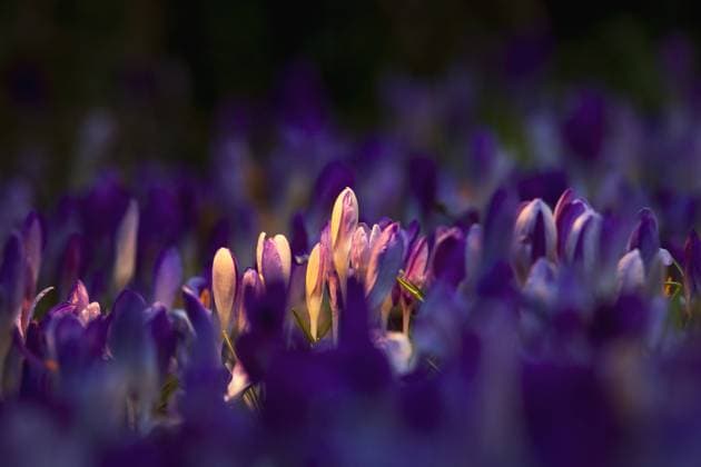 IMAGO Creative, spring, light and sun