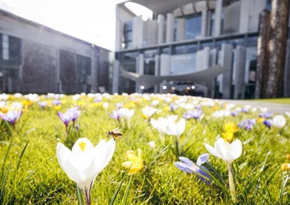 Berlin, Crocuses in bloom at the Chancellery