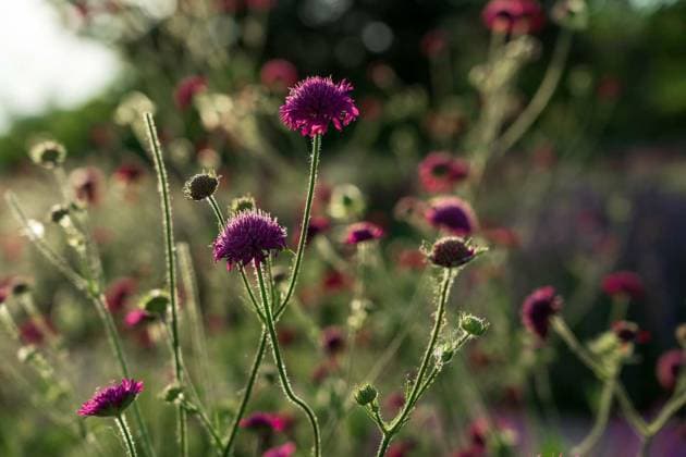 Nature, Plants, Widow flower