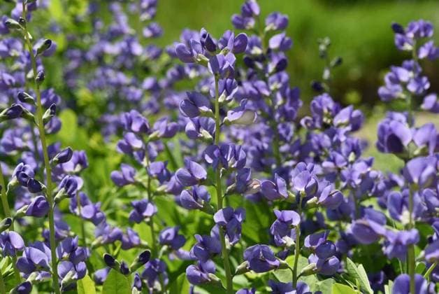 Nature, Plants, Dyers legume