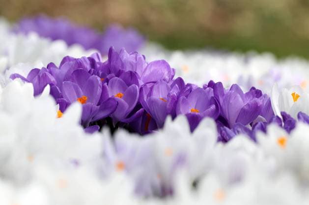 Nature, Plants, Crocuses