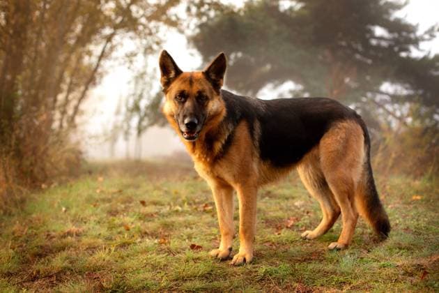 Calendar motifs: German dog breeds
