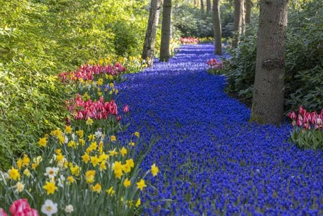 Nature, Plants, Grape hyacinths