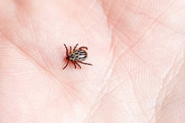 Tick-borne virus ALSV also arrived in Germany
