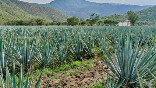 Mexico, tequila boom harms the environment through monocultures - archive images