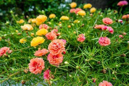 Nature, Plants, Purslane Rose