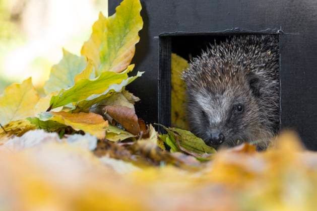 IMAGO Creative, Autumn season, hedgehogs move into their winter quarters