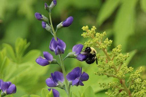Nature, Plants, Indigo lupine
