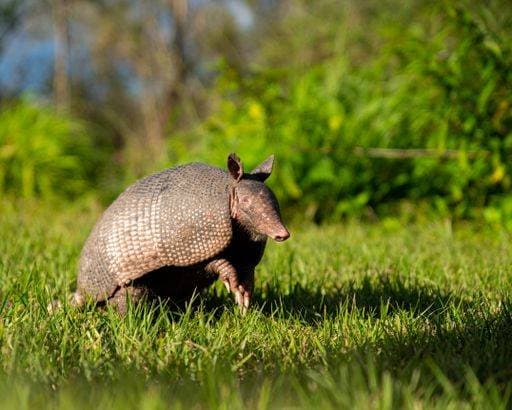 Armadillo is zoo animal of the year 2025