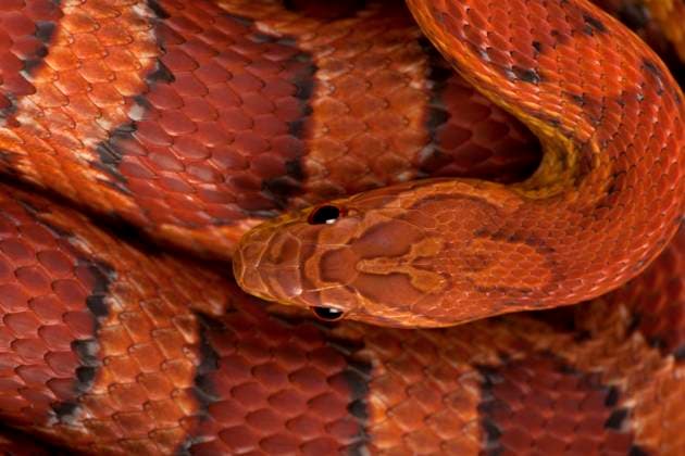 World Snake Day on 16 July