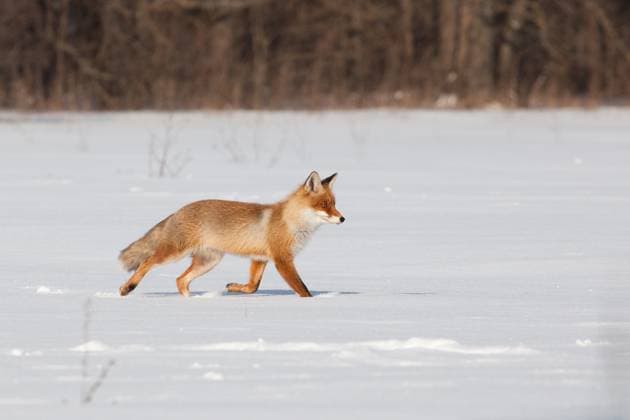 IMAGO Creative, Season Winter, Animals