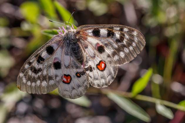 Moselle Apollo butterfly is butterfly of the year 2024