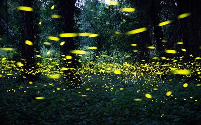 IMAGO Nature: Our Earth, light pollution at night threatens firefly populations