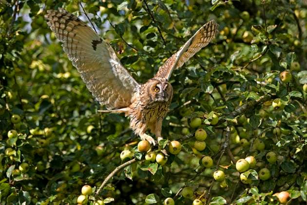 Nature, Birds, Long-eared Owls