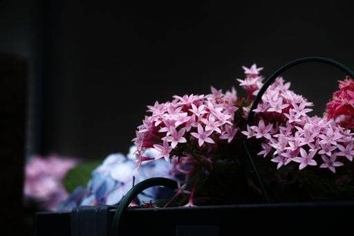 Nature, Plants, Pentas