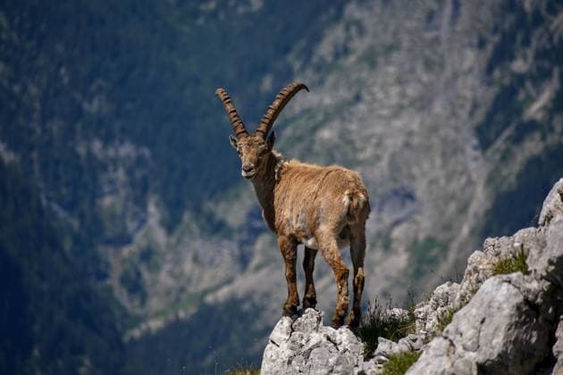 EURO 2024, Host Germany - Wildlife