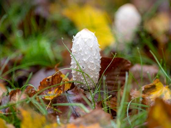 Mushroom of the year 2024, the crested toadstool