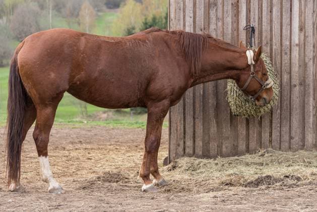 The horse is the ‘Laboratory Animal of the Year 2026’ – symbolic images