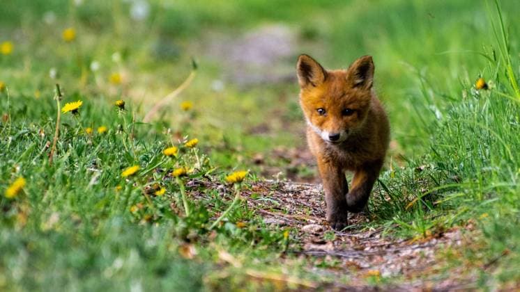 IMAGO Creative, Spring, Baby animals