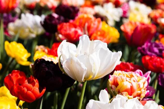 IMAGO Creative, Spring, Spring flowers