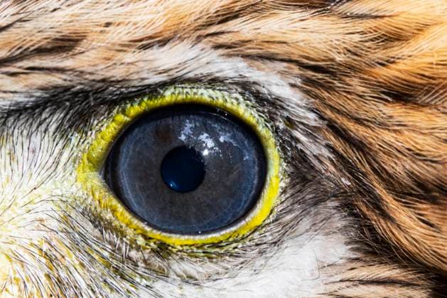 Calendar motifs: Animal eyes