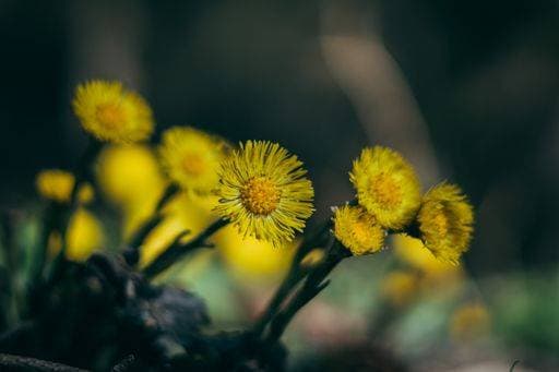 IMAGO Creative, spring, heralds of spring, coltsfoot