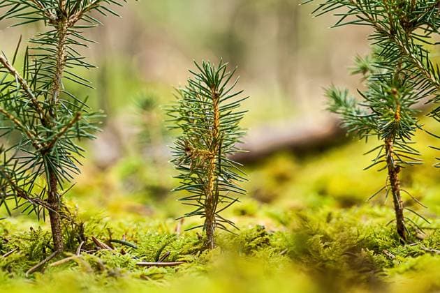 Forest soil is soil of the year 2024