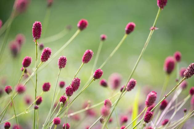 Nature, Plants, Meadow head