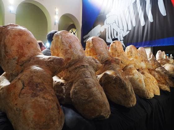 Peru, bones of the prehistoric whale Perucetus Colossus in the Natural History Museum in Lima