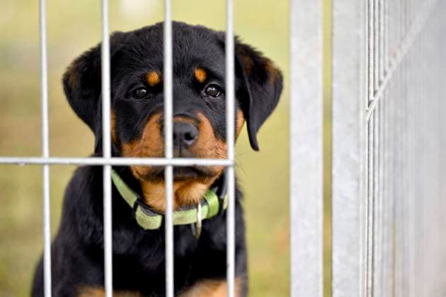 EU Commission wants stricter rules for animal transport and keeping dogs and cats, archive images