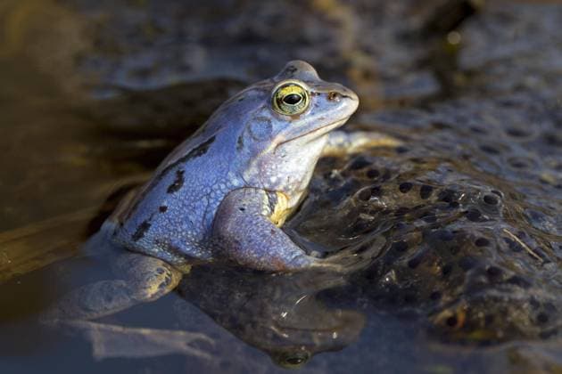 The moor frog is amphibian of the year 2025