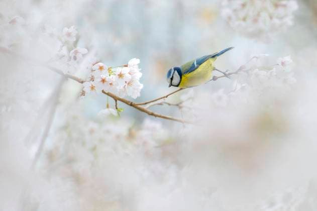 IMAGO Creative, Spring, Birds in spring